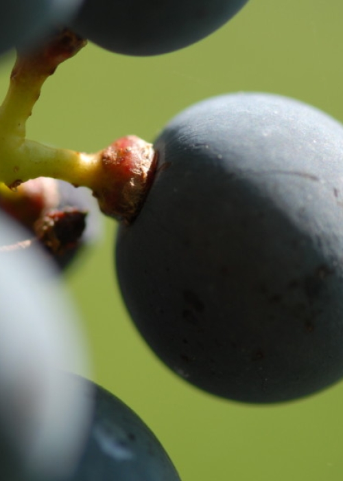 Cabernet Sauvignon ANT 1850